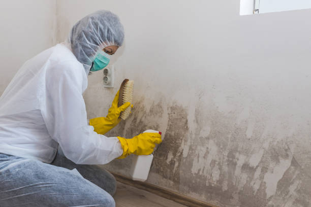 Mold Odor Removal Services in Pendleton, OR