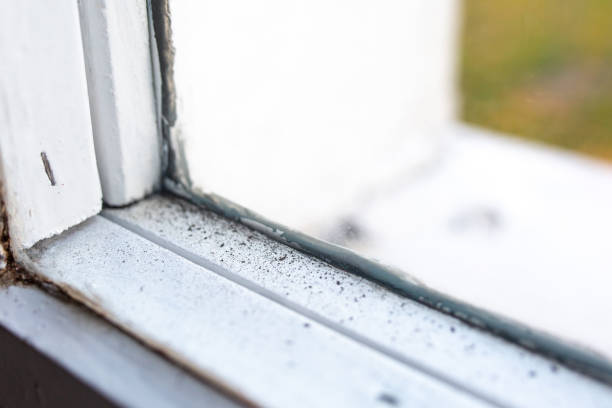 Best Attic Mold Removal  in Pendleton, OR